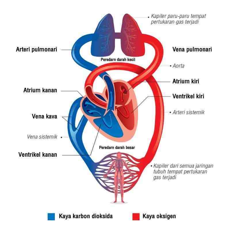 Ada manusia darah yang otot di apakah peredaran saluran Hubungan Sistem